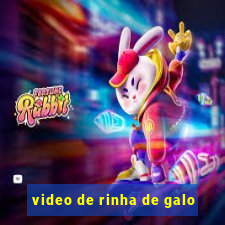 video de rinha de galo